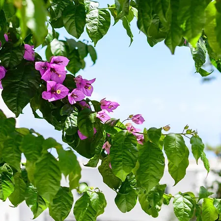 Apartment Raffaello *