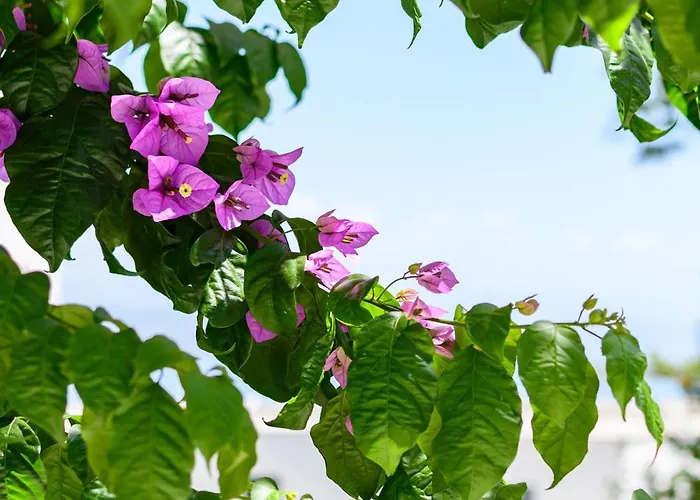 Апартаменты Raffaello *